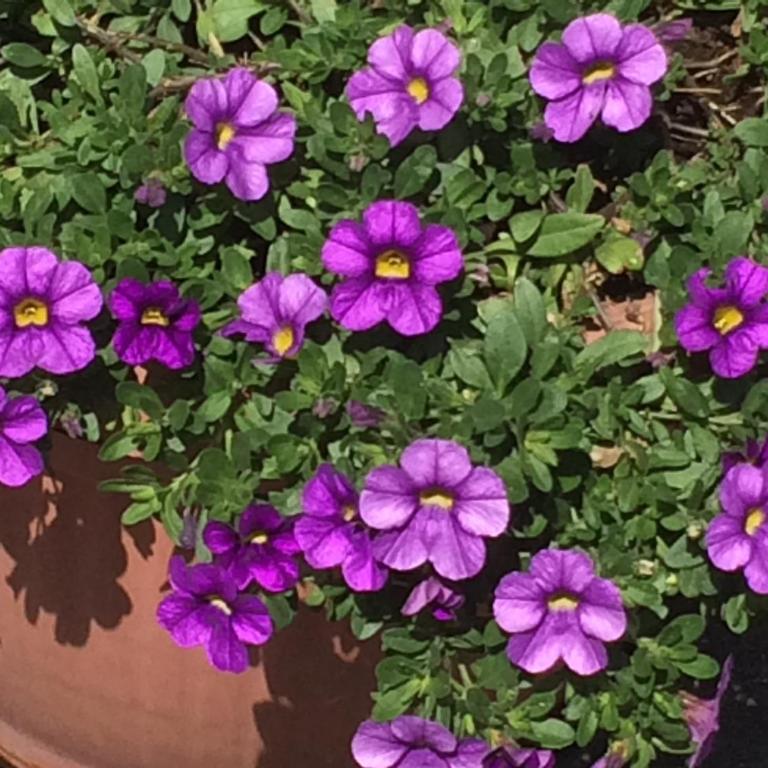 Vila Novaković - Apartman sa 1 Spavaćom Sobom - 14