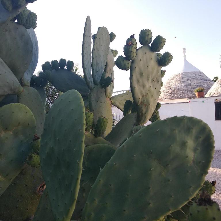 Piccolo Trullo Ostunese Le Jardin de Sophie' Centre de massage holistique - Appartamento con Vista Giardino - 55