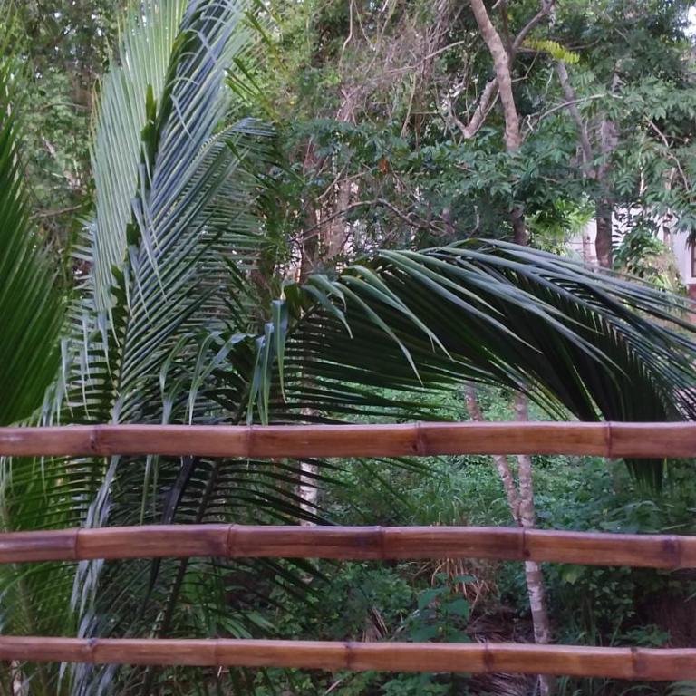 MINI PINI BIRD WATCHING AND CENOTE Loft - Villa de 1 dormitorio - 27