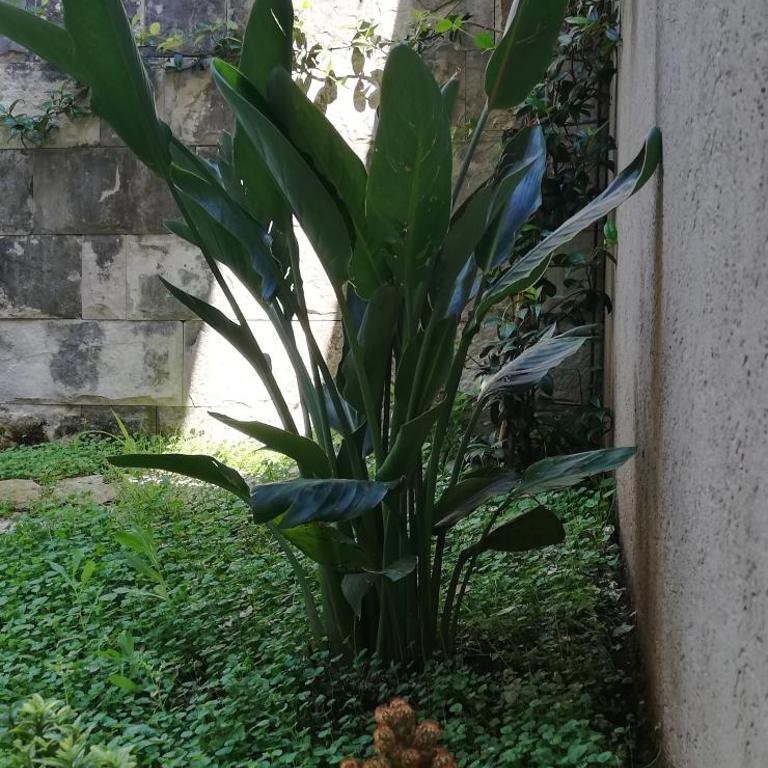 Apartman Stijepčić - Apartment - 18