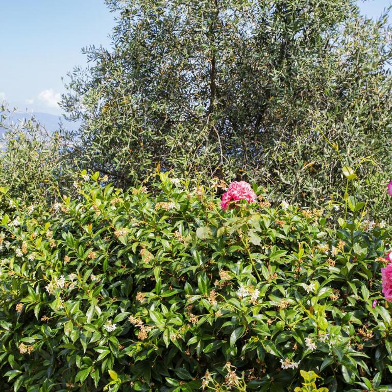 Amazing Seaview in Santa Margherita by Wonderful Italy - Appartamento - 23