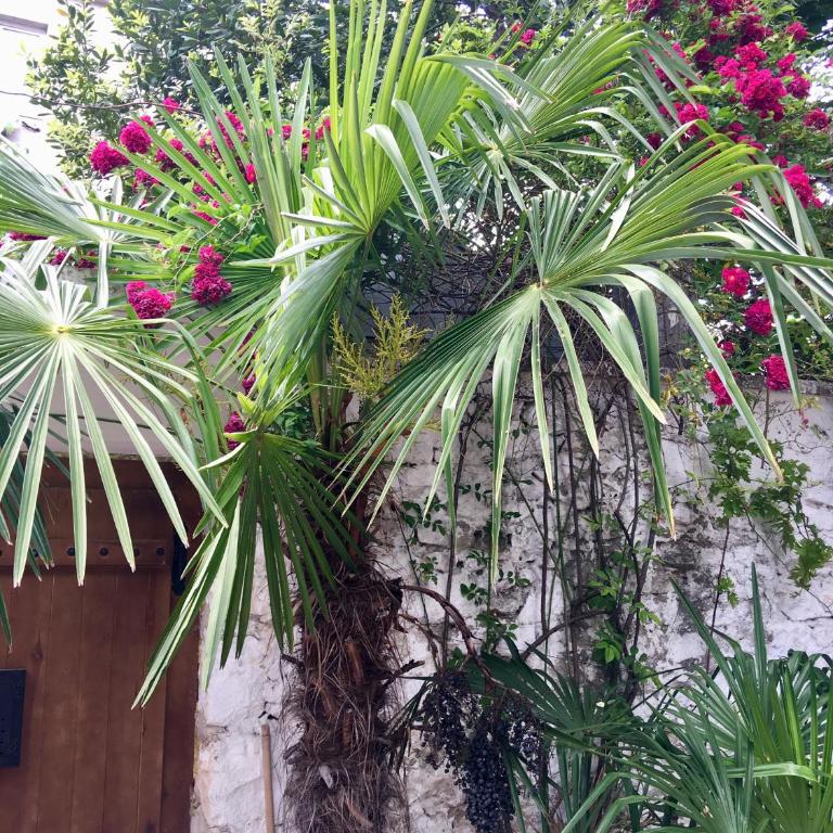 Palmera - Studio Apartment - 14