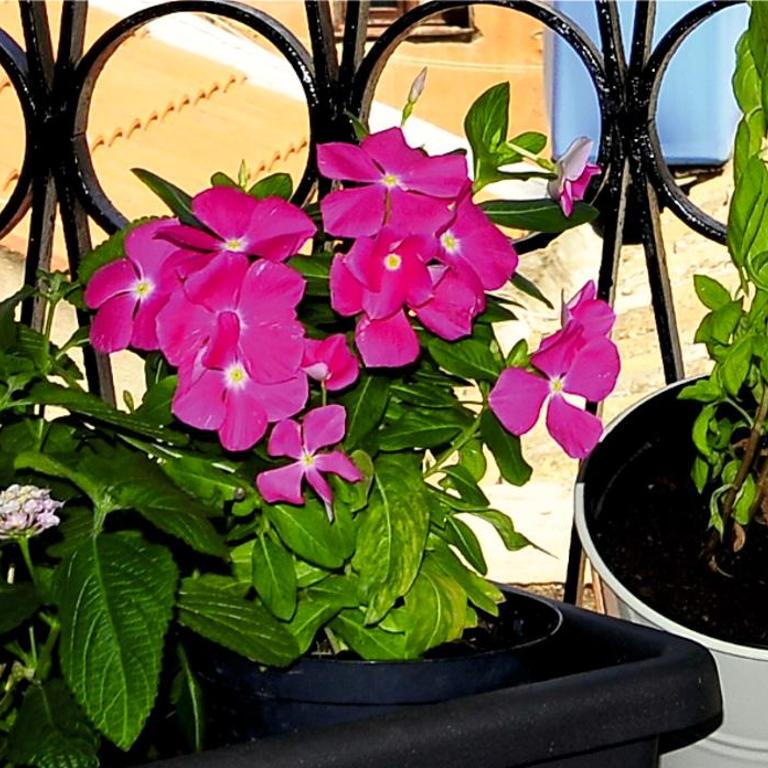 Romantic House - Appartamento con 1 Camera da Letto - 4