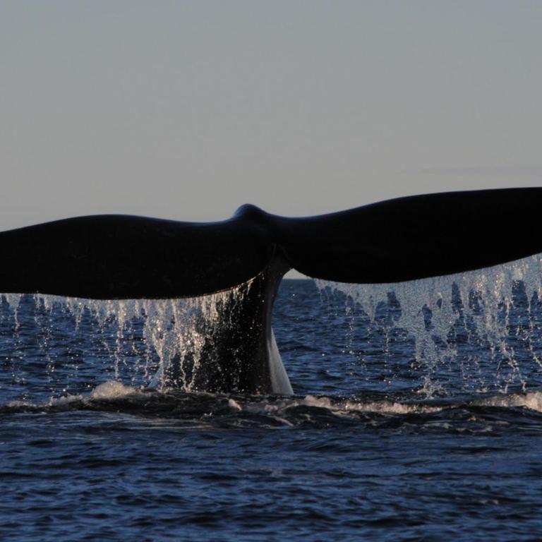 Casa Serendipia - Three-Bedroom Townhouse - 18