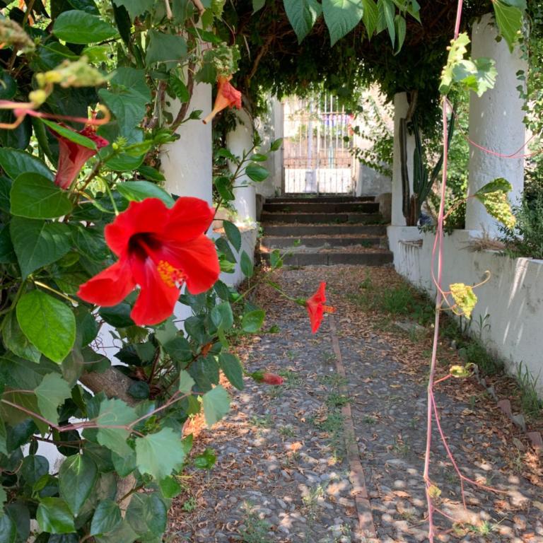 Casa Diana Arianna - Appartamento con Vista Giardino - 15