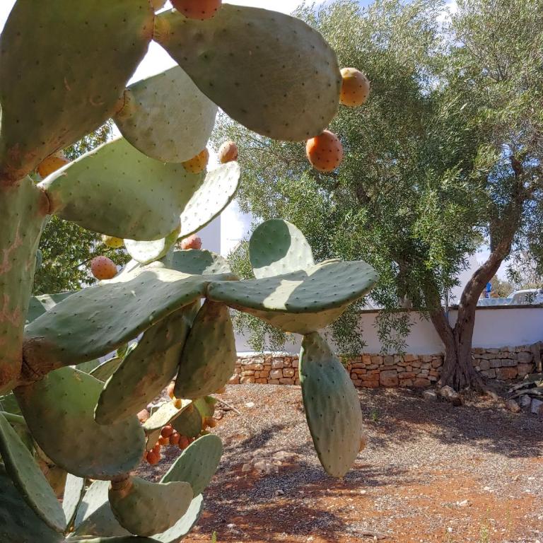 Trullo gioioso - Vacation Home - 6