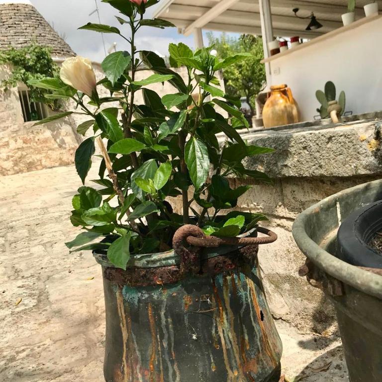 Trulli Storie di Puglia - Private Pool - Villa - 58