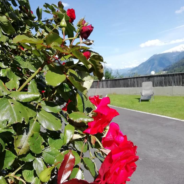Berghof Knabl inklusive Sommercard - Ferienhaus - 21