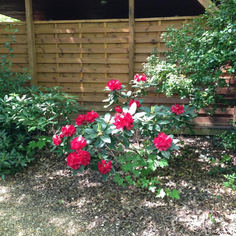 Manoir Du Parc (Adults only) - Monolocale - Dependance - 22