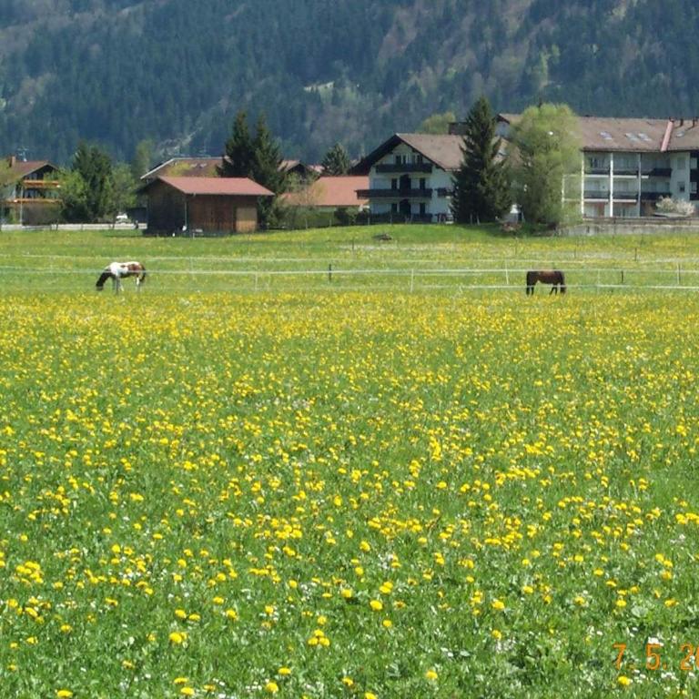 fewoweis - Apartment - Erdgeschoss - 3