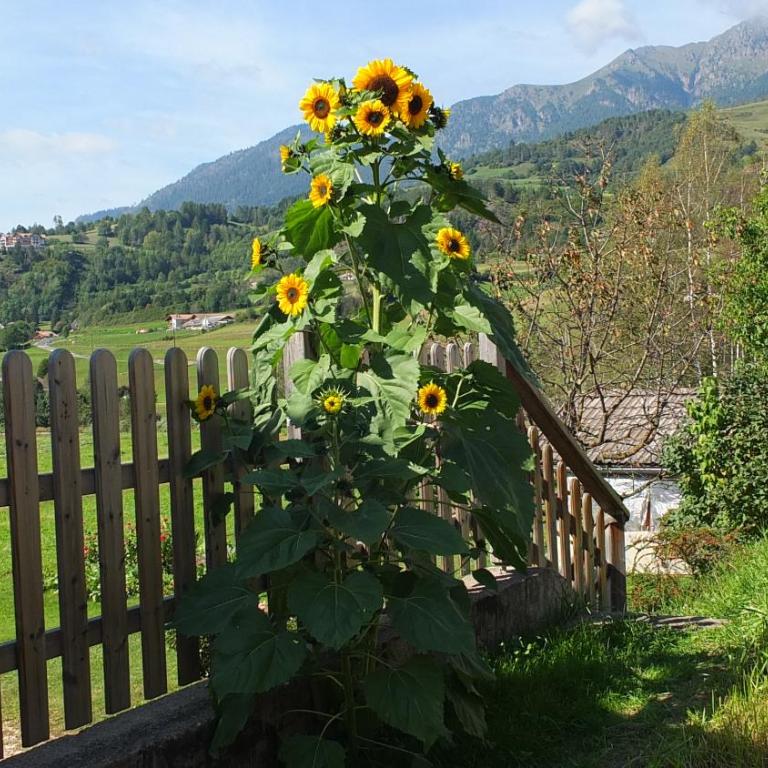 Mini Maule - Monolocale con Vista Montagna - 10