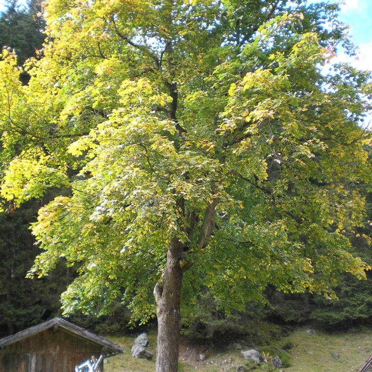 Haus Bödele - Doppelzimmer - 7