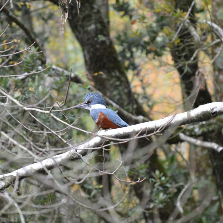 Refugios Canto del Agua - Habitación Triple Confort con ducha - 5