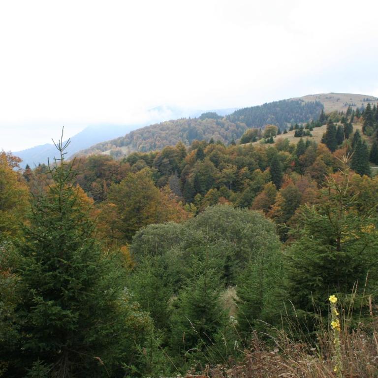 Studios Šumska Kuća 1 - Studio - 12