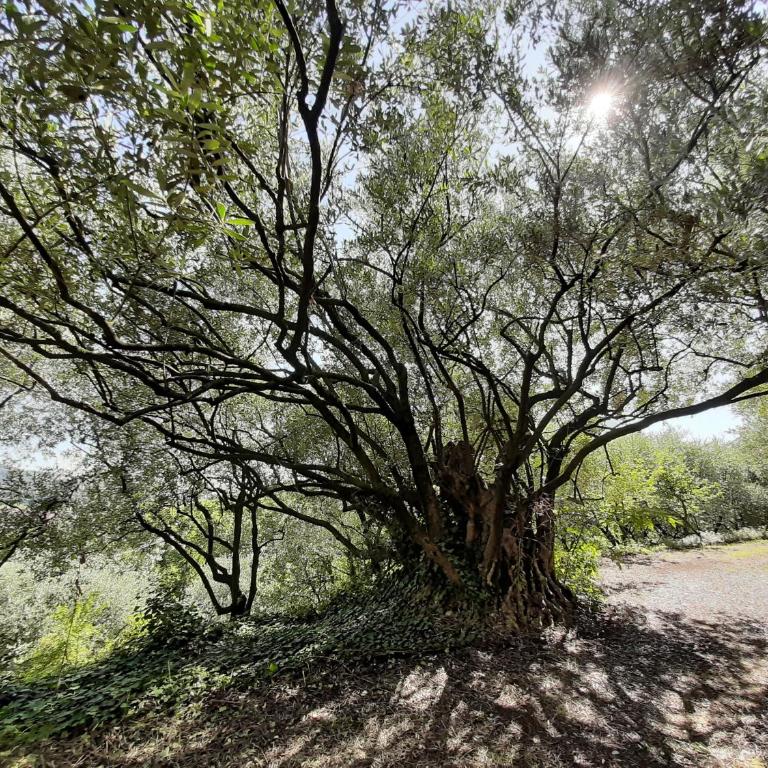 Ca Del Vajo Valpolicella House - Casa con 3 Camere da Letto - 32