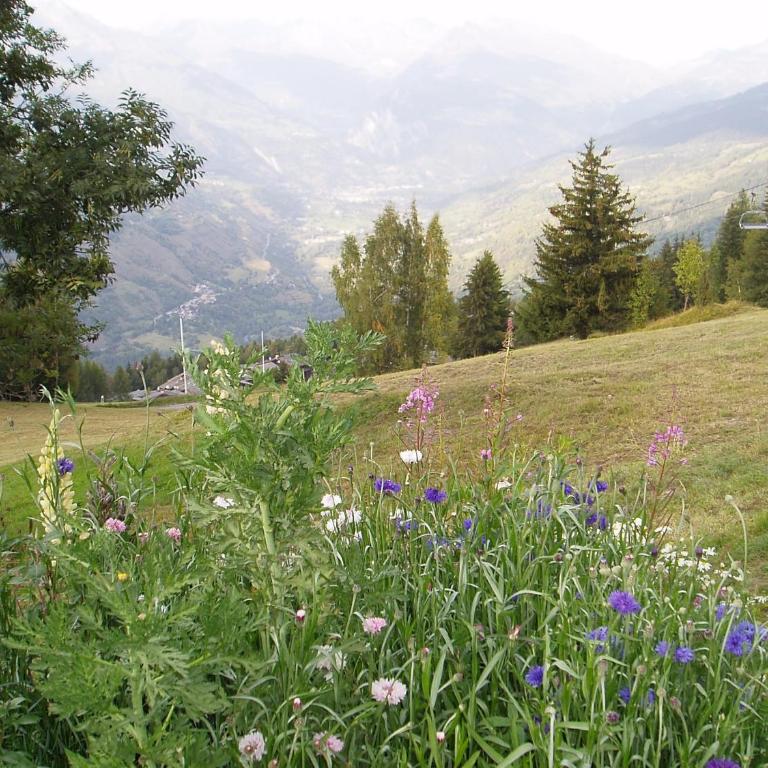 Chalet les Gentianes - Chalet (9 Personnes) - 34