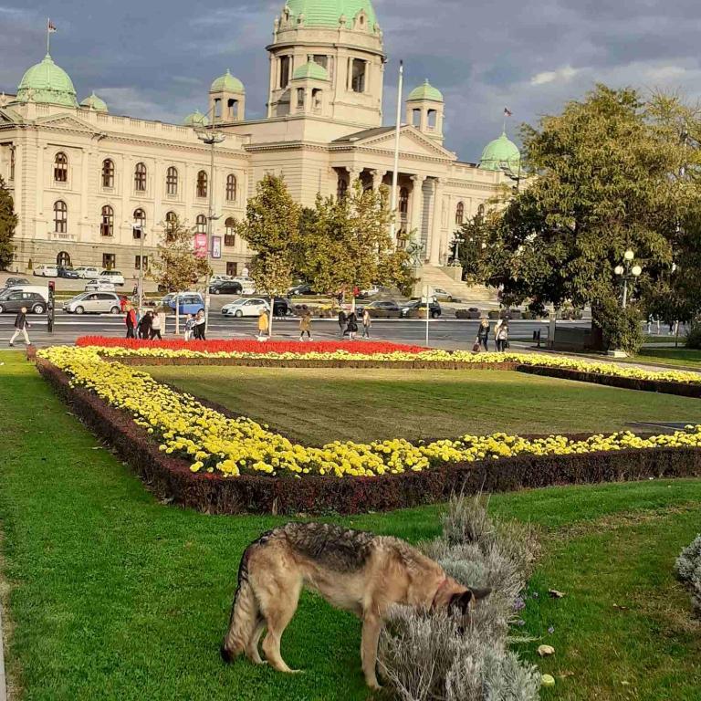 Studio Krunska 6 - Apartman sa 1 Spavaćom Sobom - 6