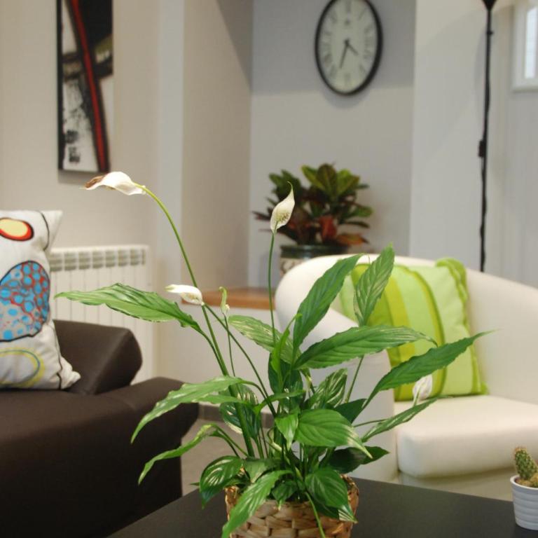 Apartamento Judería - Apartamento de 1 dormitorio (2 - 4 adultos) - 13