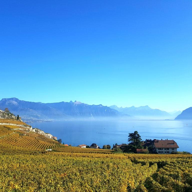 Montreux Holiday Home - Deluxe Villa - 56