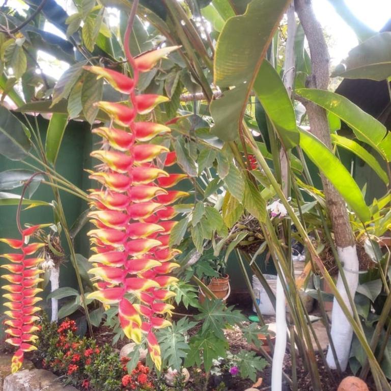 APARTAHOTEL TAYAMBE - Double Room - 3