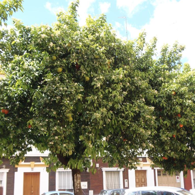 Apartamento en Triana - Apartamento - 36