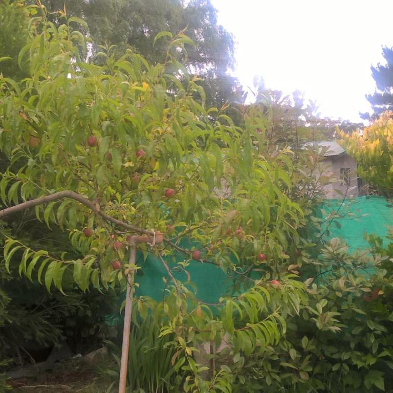 JARDIN y MAR - Casa - 54