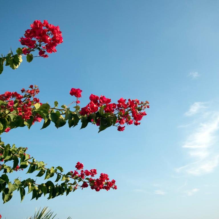 Villa Irene - Dream Seaview - by Holiday Rentals Villamar - Villa - 53