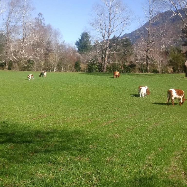 Cabañas Los Canelos Pucon, Hermosa Granja de 20 hectaréas a orillas del Río Liucura - Casa de 4 dormitorios - 5
