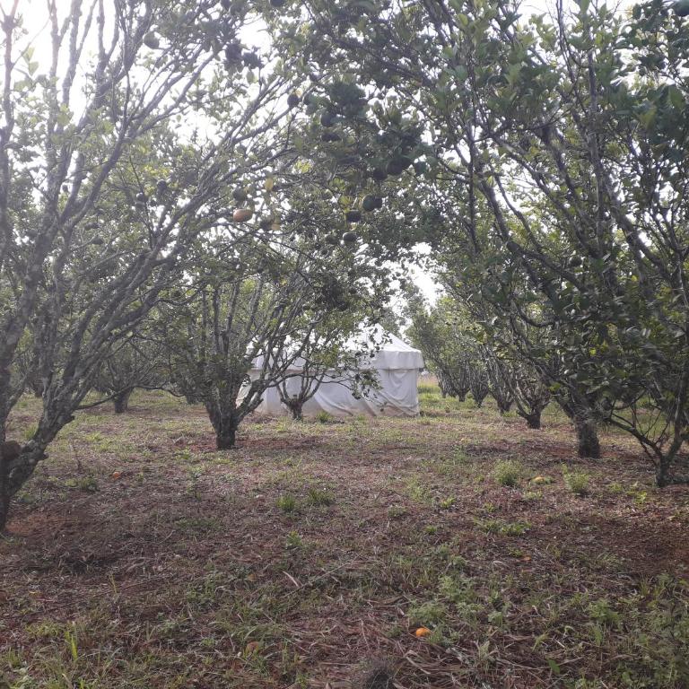 La Pacha Eco-Finca Glamping - Yurta (2 adultos) - 15