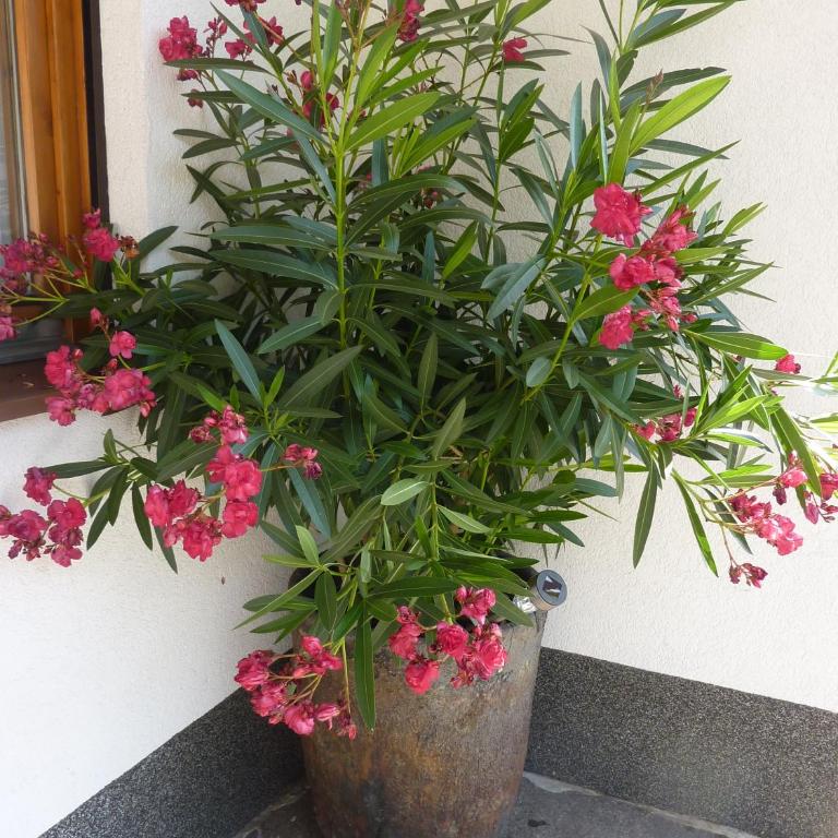 Haus Früh - Apartment mit Balkon - 33