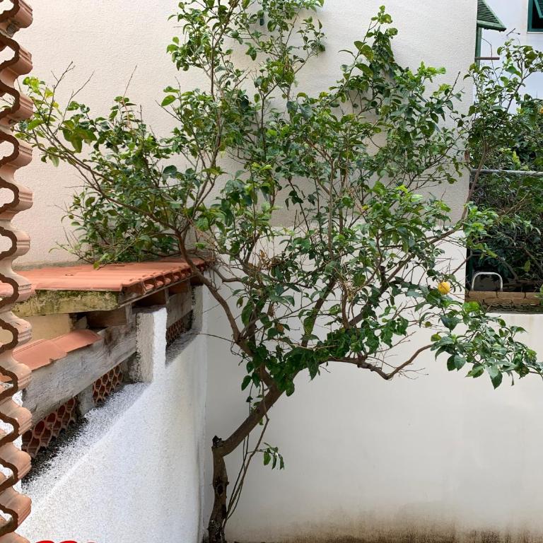 PIVARADA 50 - Appartamento - 3