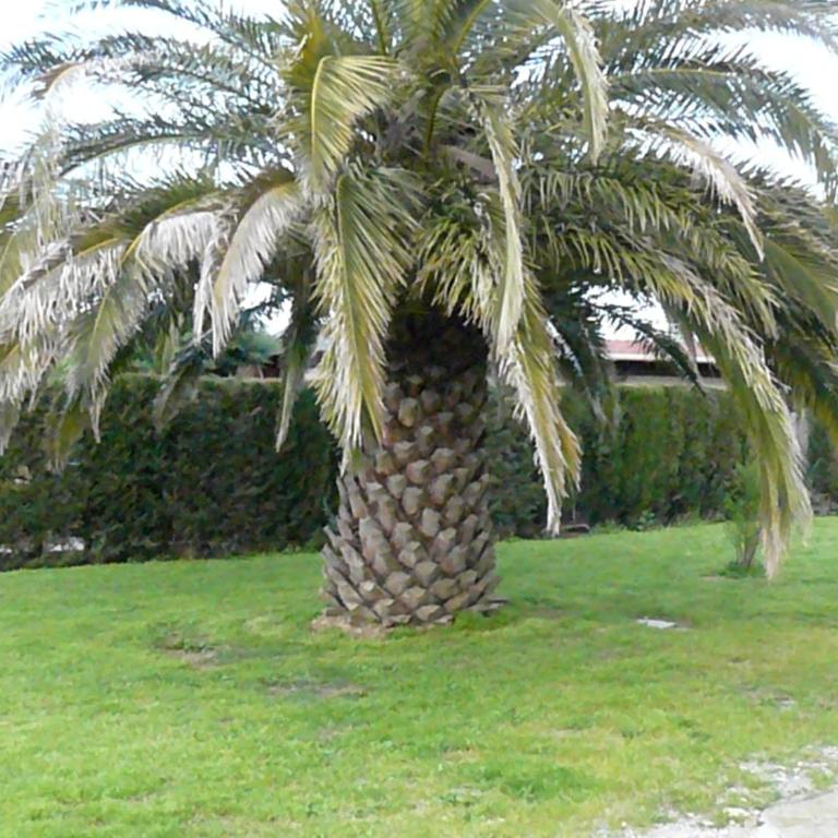 Location avec piscine et parking (n°2p) - Appartement - 3