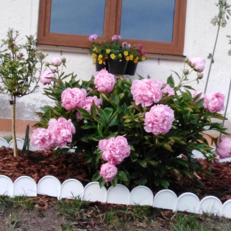 Christl's Traum - Appartamento con 2 Camere da Letto - 17