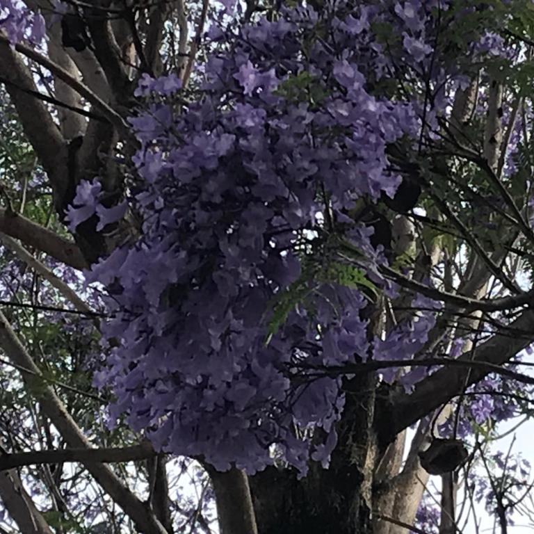 El Jacarandá, relax, en Chascomús - Casa de 2 dormitorios - 23