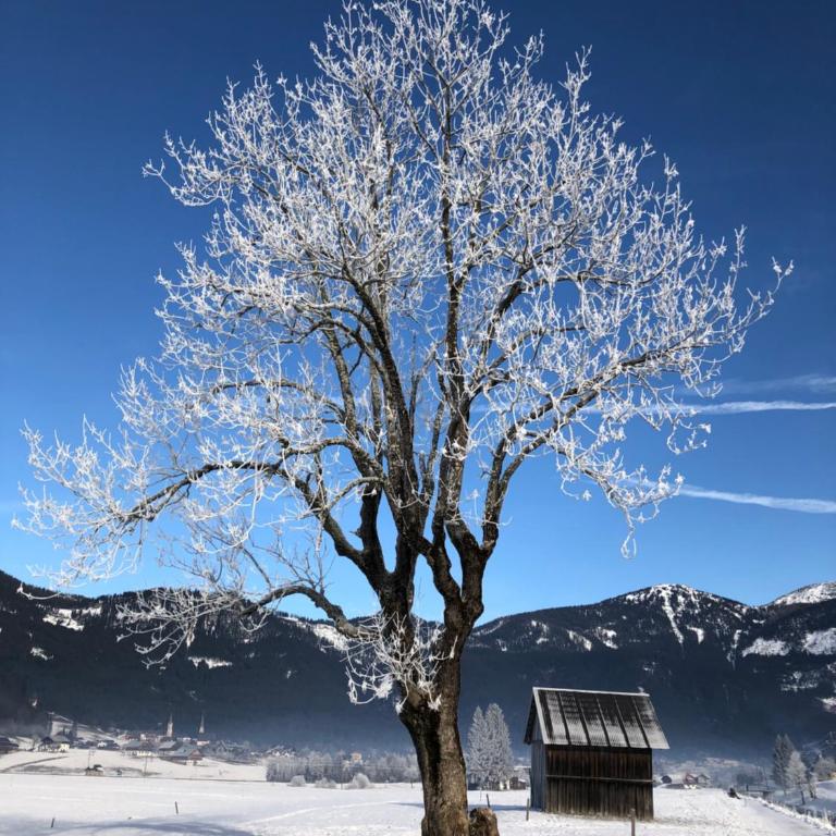 Dachstein Mountainview Gosau - Appartamento - 25