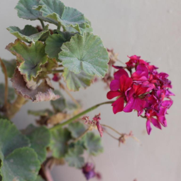Cabaña en Olivar Centenario Agroecológico Tutuna - Casa de 2 dormitorios - 56