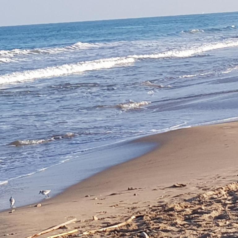 Exclusive Apartment - Playa de Marenys de Rafalcaid - Apartamento de 1 dormitorio - 48