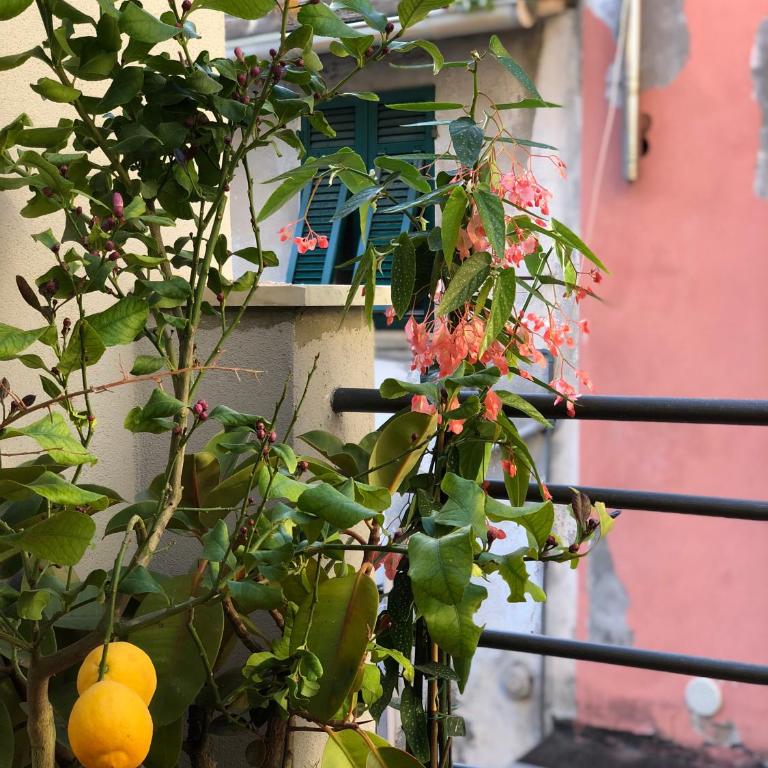 La Polena Camere Vernazza - Carattino Apartment - Superior Apartment - 6