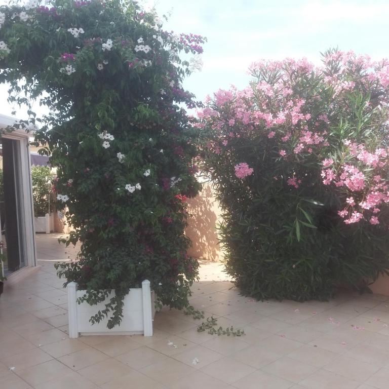 le gardénia - Apartment - Ground Floor - 1