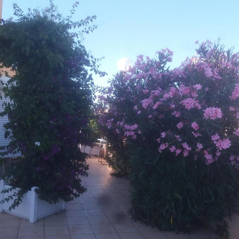 le gardénia - Apartment - Ground Floor - 2