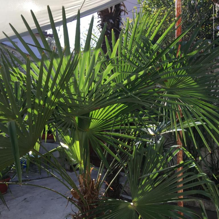 Palmera - Studio Apartment - 32