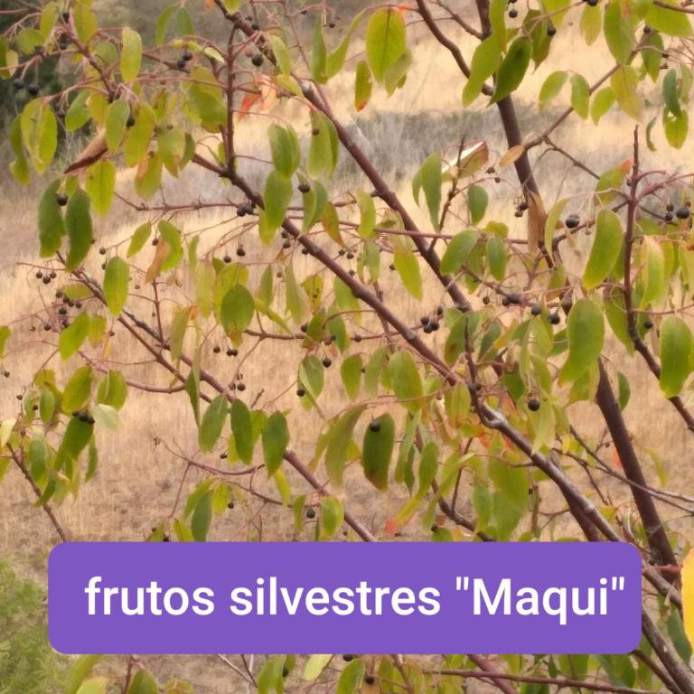 La Quebrada del Maitén - Two-Bedroom House - 14