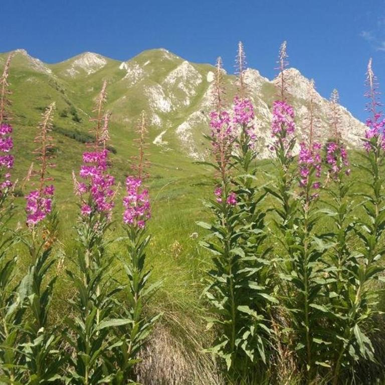 Ski&Bike Apartment Passo Tonale - Appartamento con 1 Camera da Letto - 41