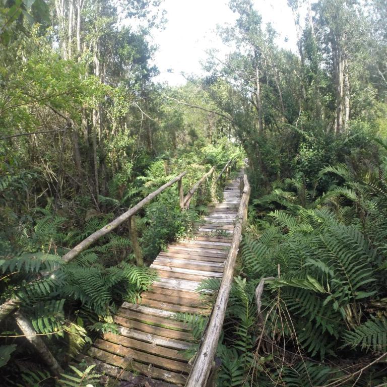 Turismo del Bosque - Cabaña Grande con vistas al océano y bañera de hidromasaje - 11