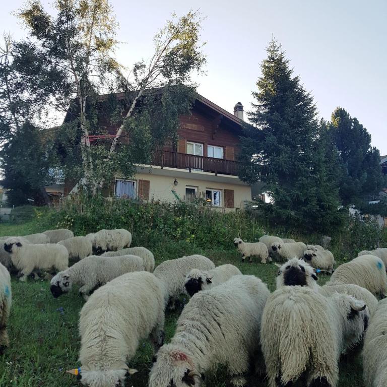 Chalet Bietschhorn Rosswald - Apartment mit Blick auf die Berge - 13
