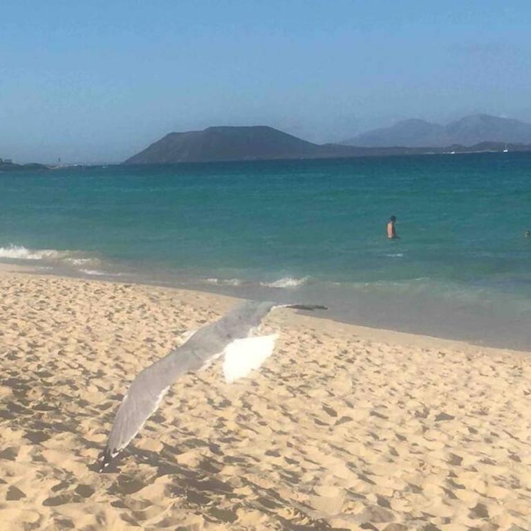 Corralejo Oasis Tamarindo Dońa Laura 69b WI FI, smart TV, portico, piscine - Apartamento de 1 dormitorio - 51