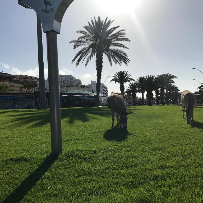 Holamigos Morro Jable - Apartamento con vistas al mar - 44