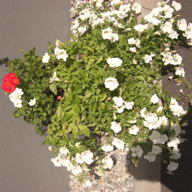die Gartenwohnung - Tanja Tipotsch - Apartment - Split Level with Garden View - 4