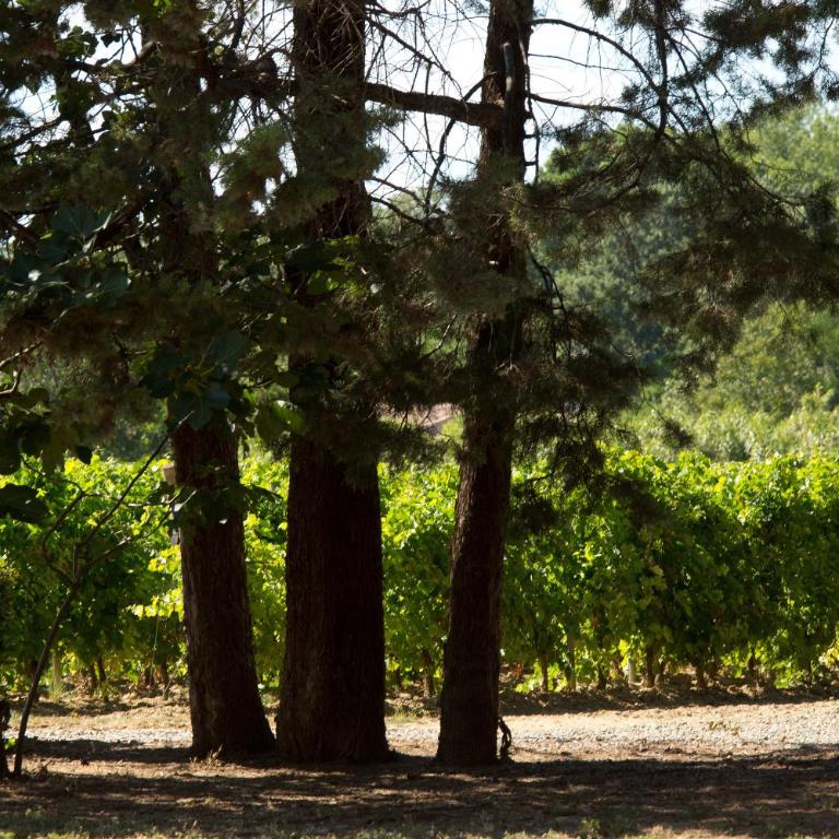 Domaine de la JASSO, Demeure de grand luxe au pied de la Cité de Carcassonne, piscines et parc animalier - Ferienhaus - 42