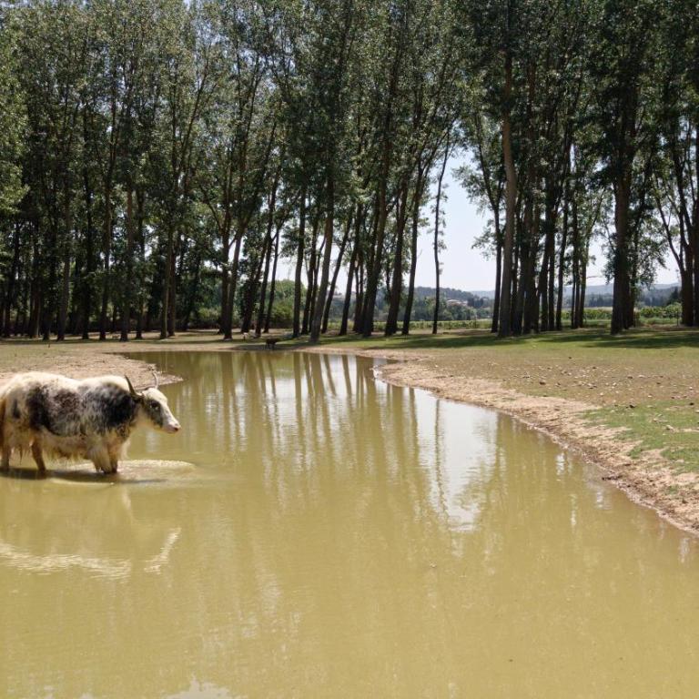 Domaine de la JASSO, Demeure de grand luxe au pied de la Cité de Carcassonne, piscines et parc animalier - Ferienhaus - 19